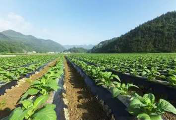 龙山县大安乡木鱼坪村